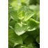 Picture of an applemint plant.