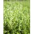 Photo of a savory plant.