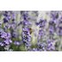 Auf dem Foto ist Lavendel zu sehen. Ein Biene sitzt auf einer Lavendelblüte.