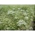In the photo you can see an anise field.