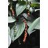 Photo of a pepper bush on which red and green peppercorns can be seen.