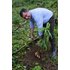 The photo shows a man harvesting a ginger.