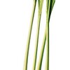 Zitronengras bio Rohwarenbild von Zitronengras bio