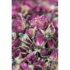 rosen_getrocknet_schmidt-anette.jpg_w413.png