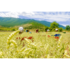 griechischer-bergtee-sonnentor-1.jpg_w413.png